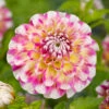 Dahlia Decorative Hawaii (Pack Of 2) 2 Dahlia Decorative Hawaii (Pack Of 2) -Brandt Sales Dahlia Hawaii