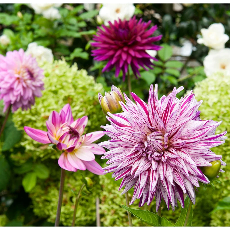 Dahlia Decorative Purple Blend (Pack Of 3) 3 Dahlia Decorative Purple Blend (Pack Of 3)