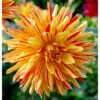 Dahlia Semi Cactus Striped Vulcan (Pack Of 2) -Brandt Sales Dahlia Striped Vulcan