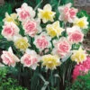 Double Duo Daffodil Bulb Mix (Pack Of 15) -Brandt Sales Double Duo Daffodil Bulb Mix