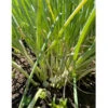 Egyptian Walking Onion (2 Oz) -Brandt Sales Egyptian walking onion clump