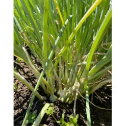 Egyptian Walking Onion (6 Oz) -Brandt Sales Egyptian walking onion clump b5350d37 8aa2 438a a9d3 0dbf62d8dea9