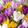 Giant Crocus Bulb Mix (Pack Of 30) -Brandt Sales Giant Crocus Bulb Mix