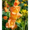 Gladiolus Large Flowering Olympic Flame (Pack Of 10) -Brandt Sales Gladiolus Olympic Flame