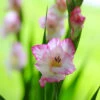 Gladiolus Large Flowering Priscilla (Pack Of 10) 2 Gladiolus Large Flowering Priscilla (Pack Of 10) -Brandt Sales Gladiolus Priscilla