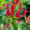 Gloriosa Rothschildiana Lily (Pack Of 1) -Brandt Sales Gloriosa Rothschildiana Lily
