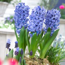 Bee Bulb Collection - Blue (Pack Of 50) -Brandt Sales Hyacinthus Delft Blue