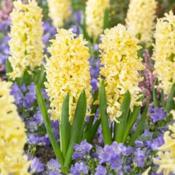 Bee Bulb Collection - Yellow (Pack Of 50) -Brandt Sales Hyacinthus Gipsy Princess