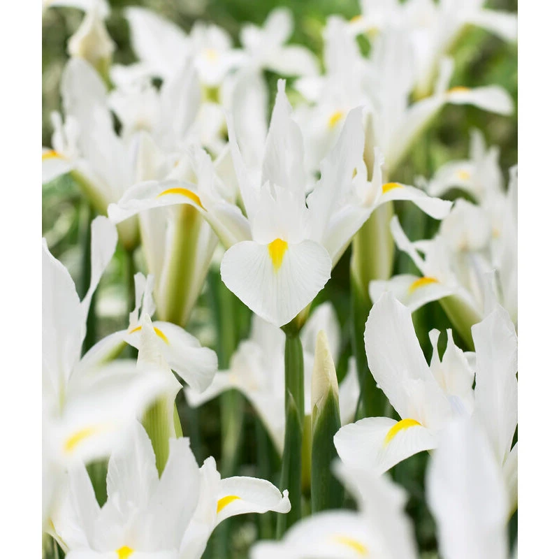 "White Excelsior" Dutch Iris Bulbs (Pack Of 10) 3 "White Excelsior" Dutch Iris Bulbs (Pack Of 10)