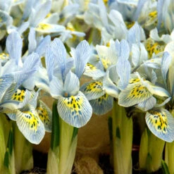 "Katherine Hodgkin" Dwarf Iris Bulbs (Pack Of 20)