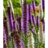 Liatris Spicata Mixture (Pack Of 10) 1 Liatris Spicata Mixture (Pack Of 10) -Brandt Sales Liatris Spicata Mixture
