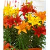 Lilium Asiatic Sunset Blend (Pack Of 8) 1 Lilium Asiatic Sunset Blend (Pack Of 8) -Brandt Sales Lily Asiatic Sunset Blend