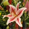 Lilium Oriental Dizzy (Pack Of 2) -Brandt Sales Lily Oriental Dizzy
