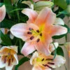 Lilium Oriental Salmon Star (Pack Of 2) -Brandt Sales Lily Oriental Salmon Star