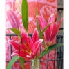 Lilium Oriental Stargazer (Pack Of 2) -Brandt Sales Lily Oriental Stargazer