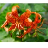 Lilium Tiger Splendens (Pack Of 2) -Brandt Sales Lily Tiger Splendens