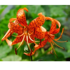 Lilium Tiger Splendens (Pack Of 2)