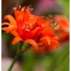 Nerine Sarsiensis Red (Pack Of 2) -Brandt Sales Nerine Red 1