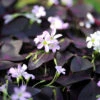 Oxalis Triangularis (Pack Of 5) 2 Oxalis Triangularis (Pack Of 5) -Brandt Sales Oxalis triangularis