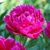 Paeonia Lactiflora Karl Rosenfield (Pack Of 1) -Brandt Sales Peony Karl Rosenfield