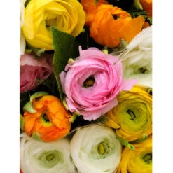 Ranunculus Aviv Mixture (Pack Of 10)
