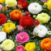 Ranunculus Bulb Mix (Pack Of 10) -Brandt Sales Ranunculus Mixed