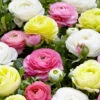 Pastel Peonies Ranunculus Bulb Blend (Pack Of 25)