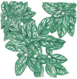 Organic Basil, Genovese (1/4 Lb)