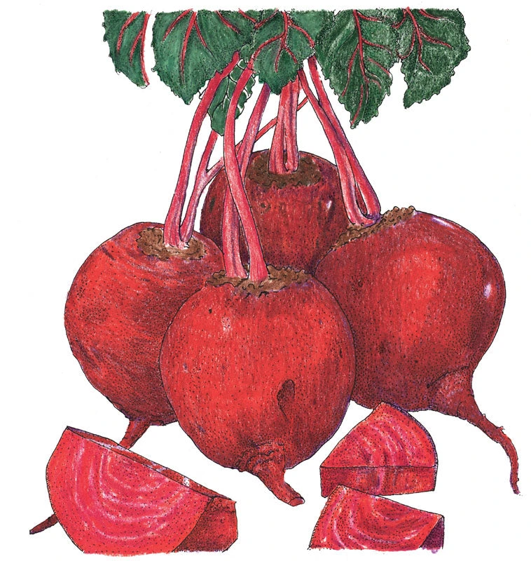 Detroit Dark Red Beet Seeds (Organic) 4 Detroit Dark Red Beet Seeds (Organic) - Image 2
