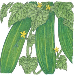 Straight Eight Cucumber Seeds (Organic) -Brandt Sales SNV8050 a
