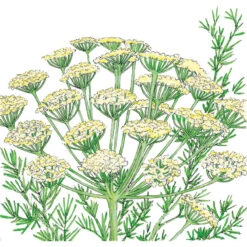 Organic Dill, Bouquet -Brandt Sales SNV8052 a