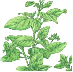 Organic Marjoram 7 Organic Marjoram -Brandt Sales SNV8094 a