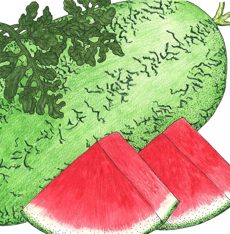 Crimson Sweet Watermelon Seeds (Organic) 4 Crimson Sweet Watermelon Seeds (Organic) - Image 2