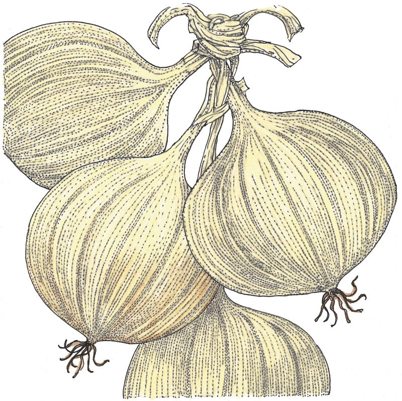 Walla Walla Onion Seeds (Organic) 4 Walla Walla Onion Seeds (Organic) - Image 2