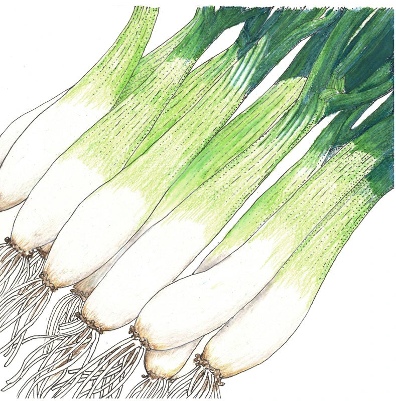 Evergreen Bunching Onion Seeds (Organic) 4 Evergreen Bunching Onion Seeds (Organic) - Image 2