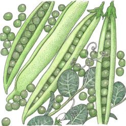 Progress #9 Pea Seeds (Organic) -Brandt Sales SNV8116 a
