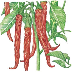 Hot Cayenne Slim Pepper Seeds (Organic) -Brandt Sales SNV8119 a