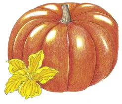 Cinderella Pumpkin Seeds (Organic) -Brandt Sales SNV8137 a