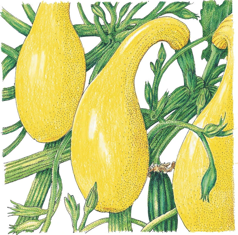 Early Crookneck Summer Squash Seeds (Organic) 4 Early Crookneck Summer Squash Seeds (Organic) - Image 2