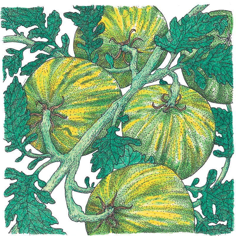 Green Zebra Tomato Seeds (Organic) 4 Green Zebra Tomato Seeds (Organic) - Image 2