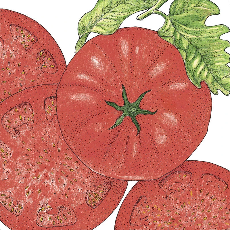 Beefsteak Tomato Seeds (Organic) 4 Beefsteak Tomato Seeds (Organic) - Image 2