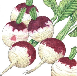 Purple Top White Globe Turnip Seeds (Organic) -Brandt Sales SNV8200 a