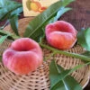 Scarlet Halo Donut Peach Tree -Brandt Sales Scarlet Halo Donut Peach 17b91d2c 52bd 430d b6d1 f909c5229e87