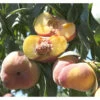 Sugar Tiger Donut Peach Tree -Brandt Sales Sugar tiger donut peach B