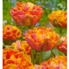 "Royal Centennial" Double Late Peony Tulip Bulbs (Pack Of 6) -Brandt Sales Tulip Double Late Peony Royal Centennial