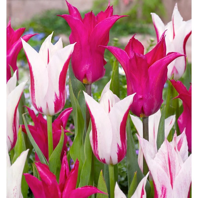 Neon Flash Tulip Bulb Mix (Pack Of 12) 3 Neon Flash Tulip Bulb Mix (Pack Of 12)