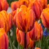 "Princess Irene" Rembrandt Tulip Bulbs (Pack Of 8) -Brandt Sales Tulip Rembrandt Princess Irene
