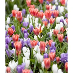 Yes! Spring! Crocus And Tulip Bulb Mix (Pack Of 35)