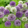 "Elegant" Allium Bulbs (Pack Of 18) -Brandt Sales allium elegant