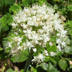Organic Chives, Garlic -Brandt Sales allium tuberosum 1